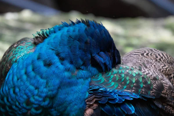 Close Kleurrijke Textuur Patroon Van Mooie Peacock — Stockfoto