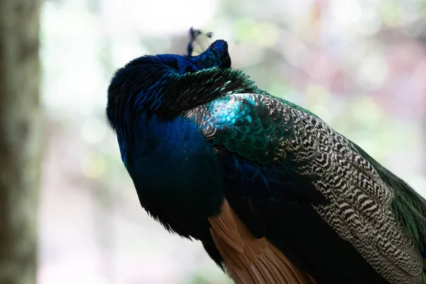 Close Colorful Texture Pattern Beautiful Peacock — Stock Photo, Image