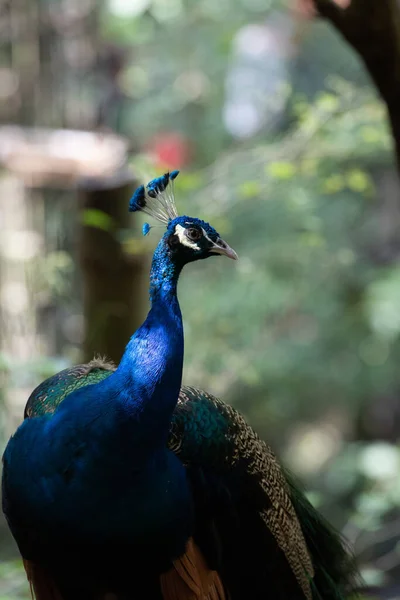 Close Colorful Texture Pattern Beautiful Peacock — Stock Photo, Image