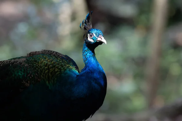 Zblízka Barevné Textury Vzor Krásného Peacock — Stock fotografie