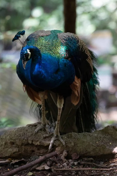 Zblízka Barevné Textury Vzor Krásného Peacock — Stock fotografie