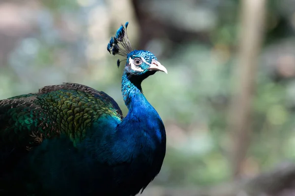 Close Colorful Texture Pattern Beautiful Peacock — Stock Photo, Image