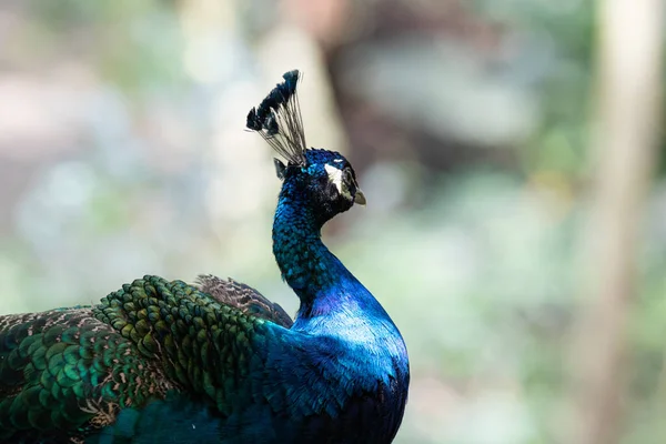 Close Colorful Texture Pattern Beautiful Peacock — Stock Photo, Image