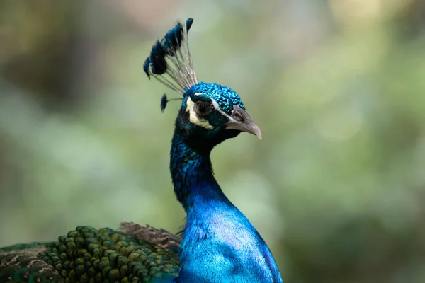 Close Colorful Texture Pattern Beautiful Peacock — Stock Photo, Image