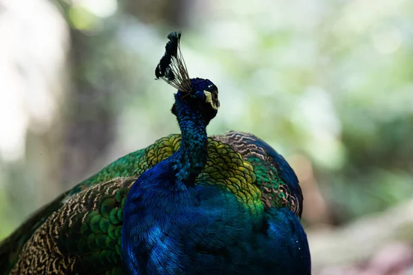 Close Colorful Texture Pattern Beautiful Peacock — Stock Photo, Image