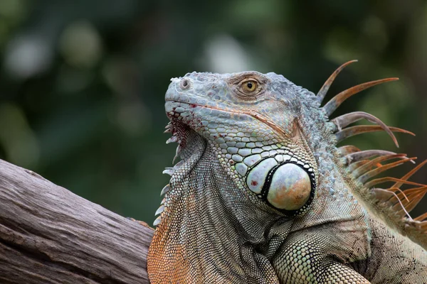 Fermer Iguana Verte Sur Arbre — Photo