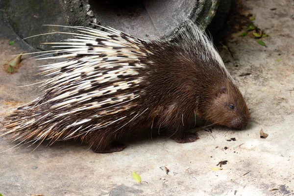 Närbild Malaysiska Piggsvin Hystrix Brachyura — Stockfoto