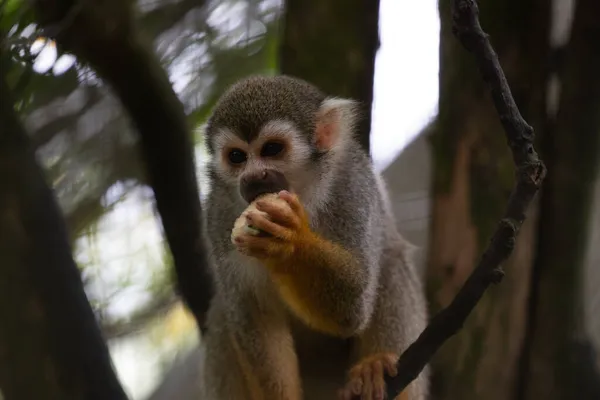 Закрыть Common Squirrel Monkey Saimiri Sciureus — стоковое фото