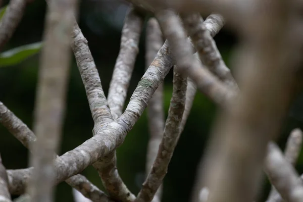 Struktura Kůry Stromů Křivka Větviček Stromů Krása Přírody — Stock fotografie