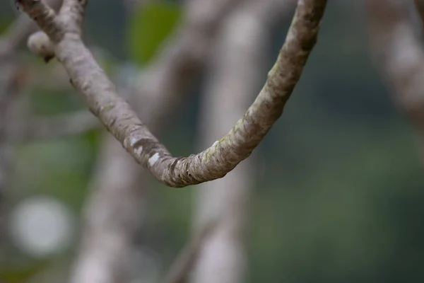 Textur Der Baumrinde Biegung Der Zweige Schönheit Der Natur — Stockfoto