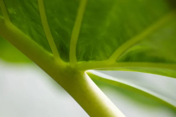Természet Szépsége Friss Zöld Levél Görbéje Textúra Minta Részleteinek Bemutatása — Stock Fotó