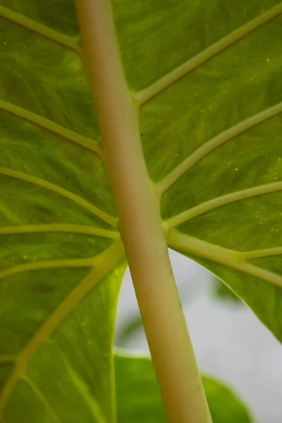Piękno Natury Krzywa Świeżego Zielonego Liścia Pokazująca Szczegóły Fakturze Wzorze — Zdjęcie stockowe