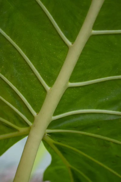 Skönhet Naturen Kurva Fresh Green Leaf Visar Detaljer Textur Och — Stockfoto