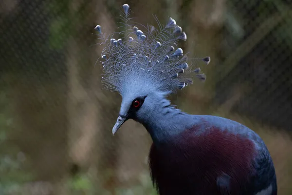 빅토리아 비둘기의 — 스톡 사진