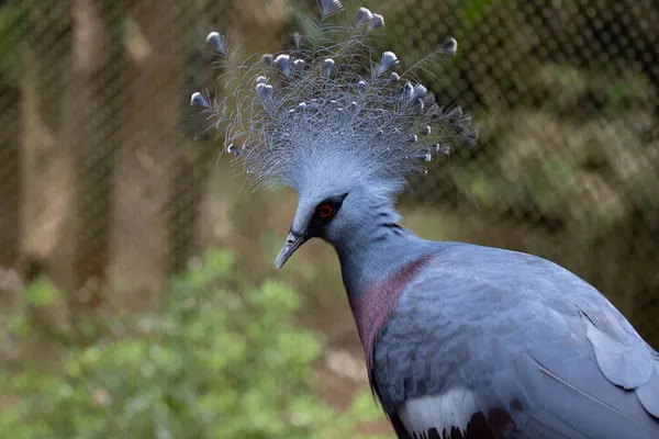 Close Blue Pigeon Victorian Crowned Pigeon — Stock Photo, Image