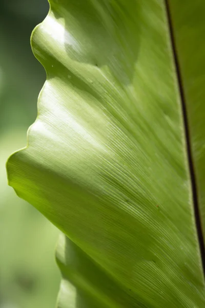 Skönhet Naturen Kurva Fresh Green Leaf Visar Detaljer Textur Och — Stockfoto