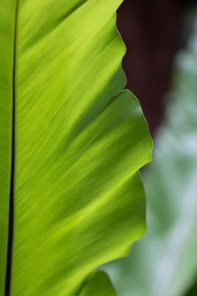 大自然的美丽 新鲜绿叶的曲线 显示纹理和图案的细节 — 图库照片
