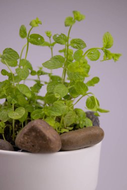 Nane Ağacı 'nı Beyaz Arkaplanda Gri bir saksıda kapat