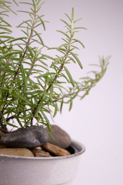 Biberiyeyi Beyaz Arkaplanda Gri bir kapta Kapat