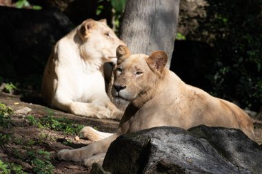 İki dişi aslan birlikte dinleniyor. 