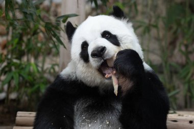 Bambu yerken poz veren tüylü bir panda.