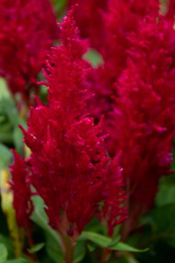 Sonbaharda parlak renk açan çiçekler, gümüş horoz tarağı, Celosia argentea