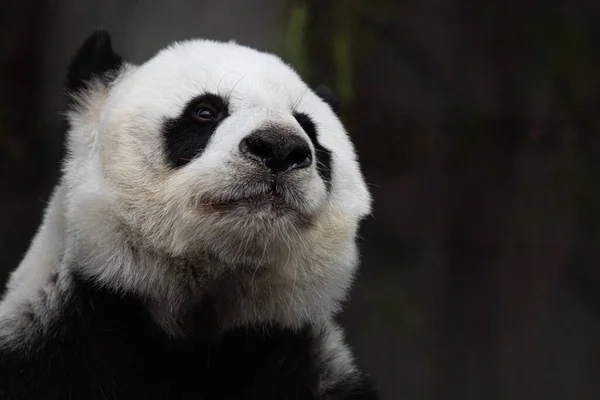 Close Sweet Panda Face — Fotografia de Stock