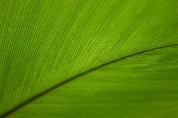 Beleza Natureza Curva Folha Verde Fresca Mostrando Detalhes Sobre Textura — Fotografia de Stock