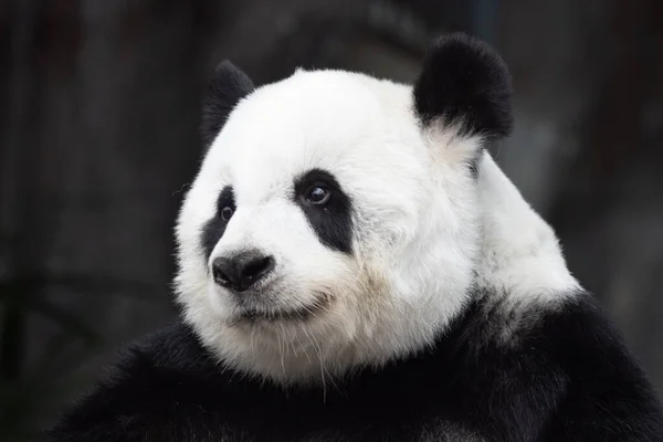 Közelkép Egy Édes Panda Gyönyörű Arca — Stock Fotó