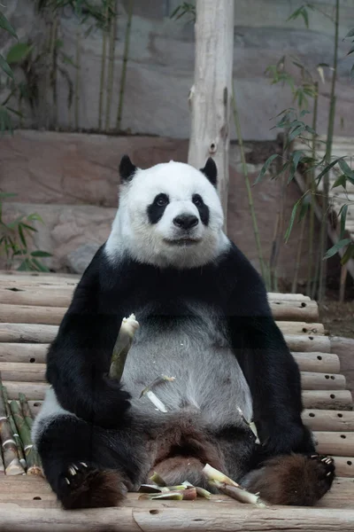 Doce Panda Segurando Bambu Atirar Sua Pata — Fotografia de Stock