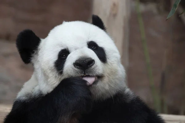 Funny Pose Fluffy Panda — Stock fotografie