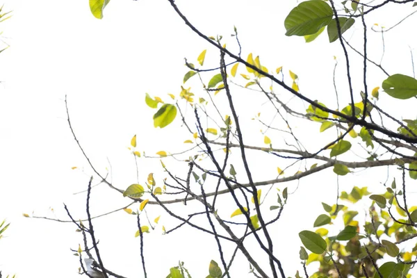 Красота Природы Кривизна Зеленого Лифа Детализация Текстуры Паттерна — стоковое фото