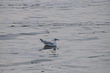 Deniz kenarında gün batımında martılar