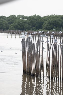 Göldeki Tahta Direkte Bir Martı