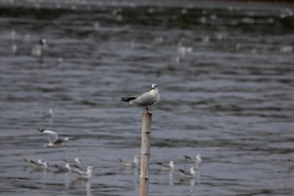 Seagull Wooden Pole Lake — Stock Photo, Image