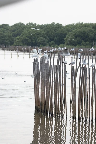Göldeki Tahta Direkte Bir Martı