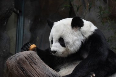 Tayland 'da tatlı dişi panda Lin Hui