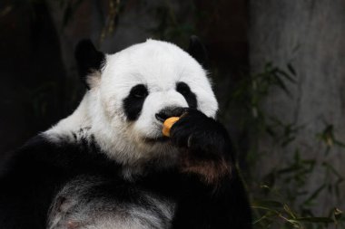 Tayland 'da tatlı dişi panda Lin Hui