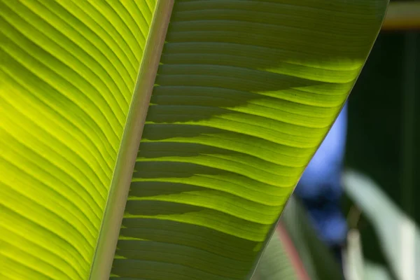 Beleza Natureza Curva Folha Banana Verde Fresca Mostrando Detalhes Sobre — Fotografia de Stock