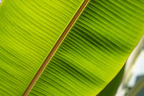 Beleza Natureza Curva Folha Banana Verde Fresca Mostrando Detalhes Sobre — Fotografia de Stock