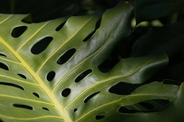 Schoonheid Van Natuur Kromme Van Verse Groene Bladeren Met Details — Stockfoto
