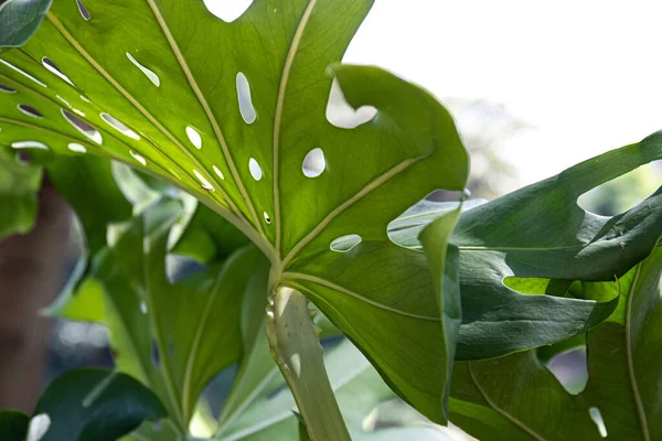 Schönheit Der Natur Kurve Des Frischen Grünen Blattes Mit Details — Stockfoto