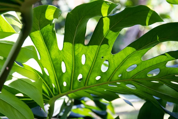 Beauty Nature Curva Foglia Verde Fresca Con Dettagli Texture Pattern — Foto Stock