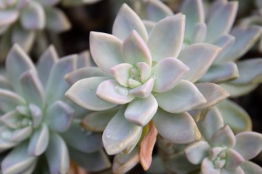 Kaktüs Konsepti, Echeveria zarafeti, Meksika Kartopu