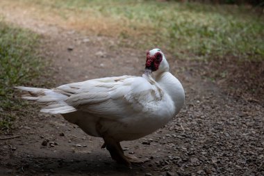Beyaz ördek yerde dinleniyor, Moskovalı Ördek.