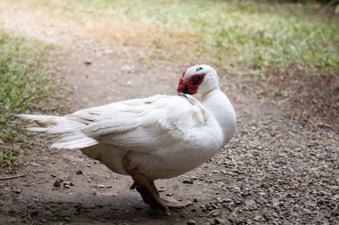 Beyaz ördek yerde dinleniyor, Moskovalı Ördek.