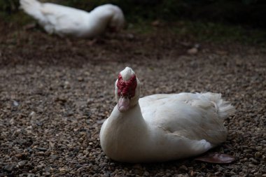 Beyaz ördek yerde dinleniyor, Moskovalı Ördek.