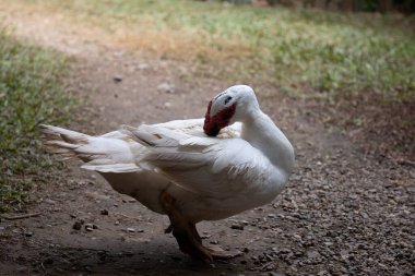 Beyaz ördek yerde dinleniyor, Moskovalı Ördek.