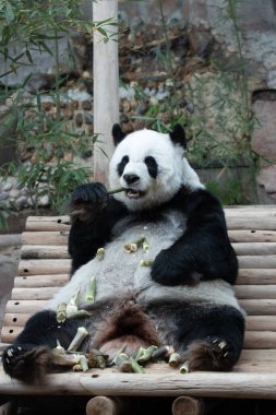 Dişi panda portresi, Lin Hui, Tayland