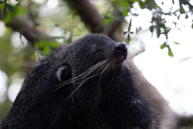 Şirin pofuduk Binturong, ayı kedi.